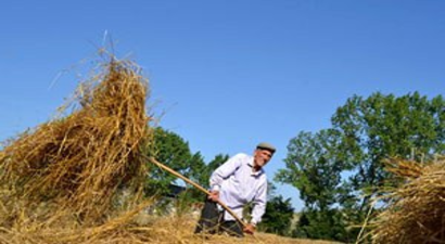 Samsunlu Çiftçi Ektiğini Biçti, Ama Emeğinin Karşılığını Alamadı
