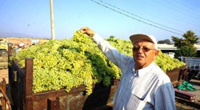 Sarıgöl`de Şaraplık Üzüm Alımlarına Başlandı