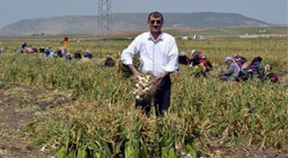 Sarımsak, Olması Gereken Fiyatın Üstünde Satılıyor