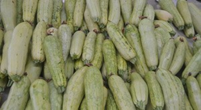 Şekli Bozuk Olan Kabak Diğerlerine Göre Daha Sağlıklı