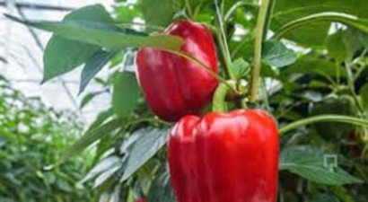 Ulaş`ta, Seralarda Sebze Hasadına Başlandı