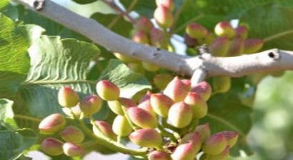 Siirt Fıstığında 30 Bin Ton Rekolte Bekleniyor