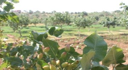 Siirt`te Dağa, Taşa Fıstık Ekiliyor