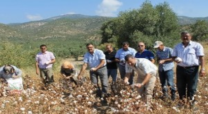 Söke Ovasında Pamukta Çifte İlk Hasat Sevinci