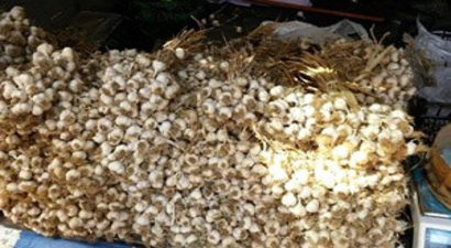 Taşköprü Sarımsağı Tekirdağ`da Satışa Çıktı