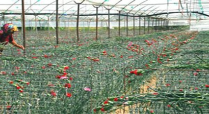 TKDK yatırımları çiçek açtı!