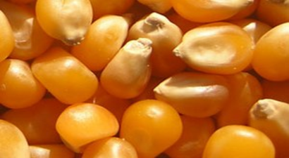 Mısır Üreticisi TMO`dan Fiyat Bekliyor