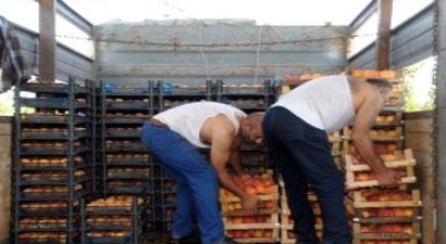 Tokat`taki Şeftali Üreticilerinin `Terör` Endişesi