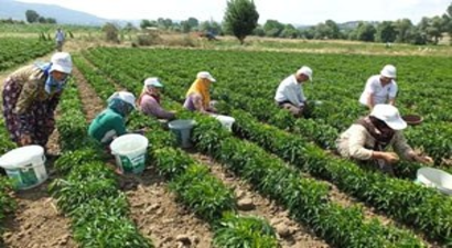 Turşuluk Acı Biber İvrindili Çiftçinin Yüzünü Güldürdü