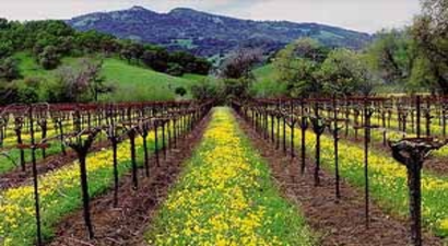 Uzunköprü`de Telli Terbiye Bağcılık Projesi