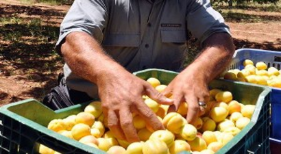 Vaatler yerine getirilmedi, kayısı üreticisi hayal kırıklığı yaşıyor