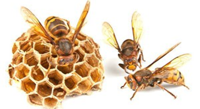 Yabanarılarına Gün Doğdu