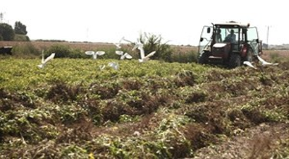 Adana`da Yer Fıstığı Hasadı Başladı