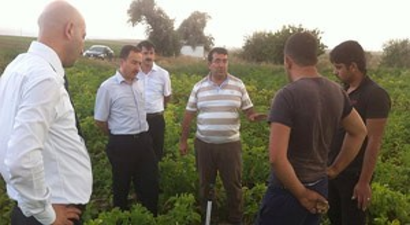 Afyon, Patates Ve Ayçiçeği Tohumluk Üretiminde Merkez Oldu