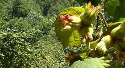Almanlar Türk Fındığından Vazgeçmedi