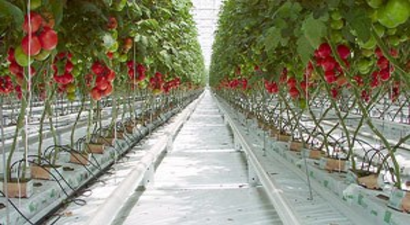 Mahmudiye`den Jeotermal Seracılık Atağı