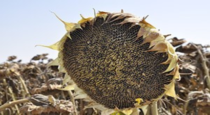 Ayvalık Çiftçisi Tohumluk Ayçiçeğinden Kazançlı Çıkıyor