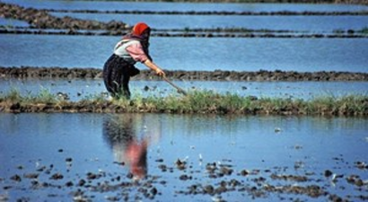 Bafra Ovası`nda Çeltik Hasadına Başlandı