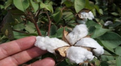 Beyaz Altın, Yağmurdan Olumsuz Etkilendi