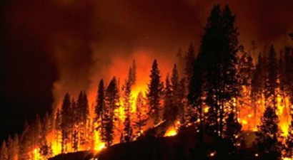 Bursa Siyahı Ve Gemlik Zeytini Ağaçlarına Yangın Darbesi