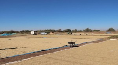 Çankırı, Çeltik Üretiminde 10. Sırada