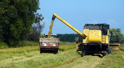 Çeltikde Son 5 Yılın En İyi Hasadı