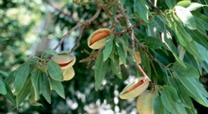 Ceyhan`da Badem Hasadı Devam Ediyor