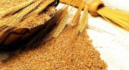 Çiftçiye Sertifikalı Buğday Tohumu