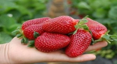 Osmaniye`de `Çilek Üretimini Geliştirme Projesi`