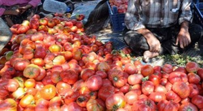 Çilekten Sonra Pembe Domateste De Başarı Hikayesi Yazdılar