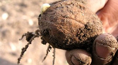 Çorum Ceviz Şehri Oluyor