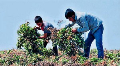 Çukurova`da Fıstık Gibi Hasat Yapılıyor