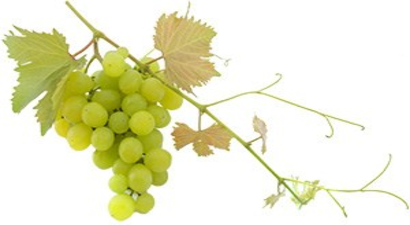 Dedelerin Üzümleri Torunlara Miras Kalacak