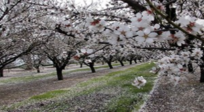 Diyarbakırlı Çiftçinin Yüzü `Badem`le Güldü