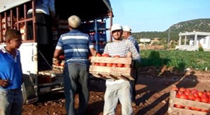 Domates Üreticisini `Aracılar` Vuruyor