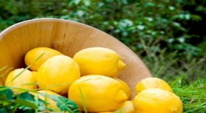 Ege`nin Narenciye Rekoltesi 446 Bin Ton