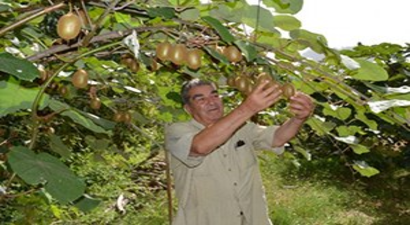 Erdemli Çiftçisi Kiviye Merak Sardı