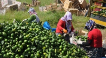 Erkenci mandalina dalında satıldı