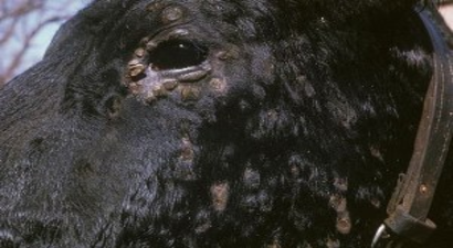 Hastalık Evros`taki hayvanları telef ediyor!