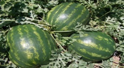 Eynesil`de Çiftçiler Karpuz Yetiştiriyor