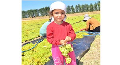 Fındığın, Kayısının Başına Gelen Bu Yıl Kuru Üzümde Yaşanıyor