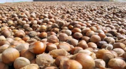 Fındık Ekonomisi Ordu`ya Yaradı