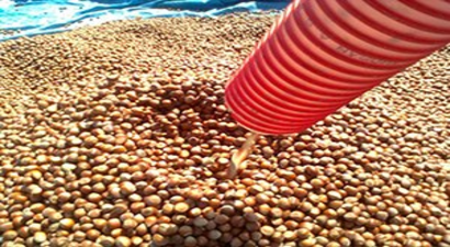 Organik Fındık Harmanda Kaldı