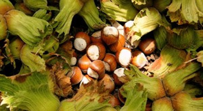 Fındığın Yüzde 30`u Pazara İndi