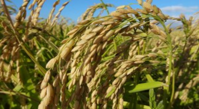 Güney Marmara`daki Çeltik Ekimleri