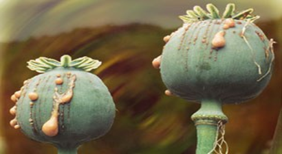 Haşhaşın Kabuk Fiyatı Çiftçilerin Yüzünü Güldürdü