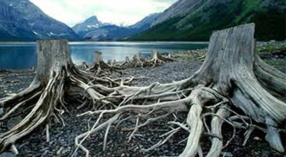 Her Yıl Yaklaşık 15 Milyar Ağaç Yok Ediliyor