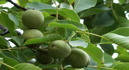 Kaman Cevizinin Hasadı Başladı