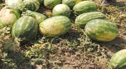 Karpuz Tarlada Kaldı