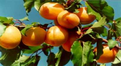 Kayısıda Fiyatlar Dip Yaptı